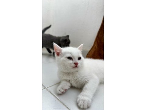 British shorthair beyaz yavrular
