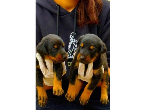 Doberman yavrularımız
