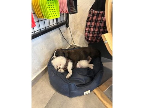 0 numara erkek full aşılı pomeranian