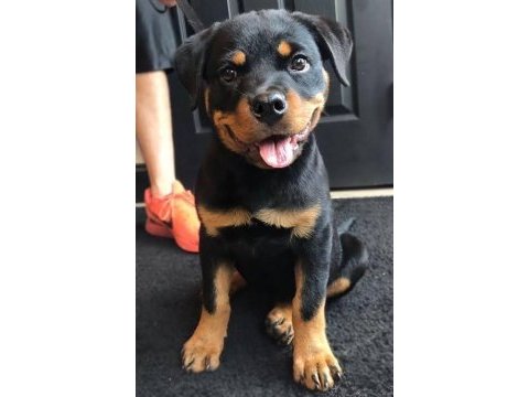 Profesyonel üretim çifliğinden rottweiler kapıda ödeme