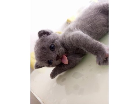 Scottish fold anne ve 2 yavrusu komple