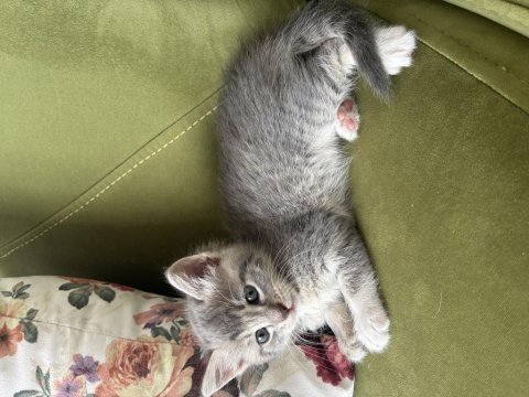 Kız bebek kedimiz yuva arıyor