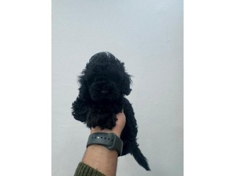 Siyah toy poodle yavrularımız ömürlük aileleri bekliyor