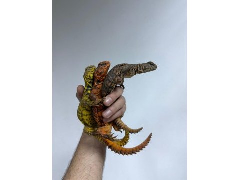 Faturalı evraklı uromastyx