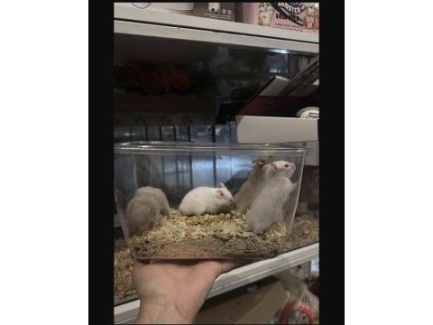 Bize ulaşın hamster adresinize gelsin