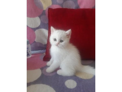 50 günlük beyaz british shorthair yavrumuz dişi