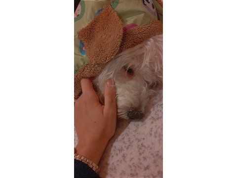 8 aylık köpeğimiz acil verilecektir