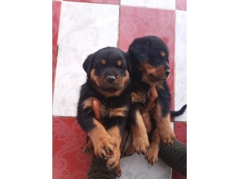 A klas rottweiler yavruları