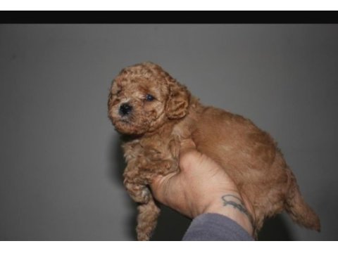 Kore teacup babadan teacup poodle bebekler