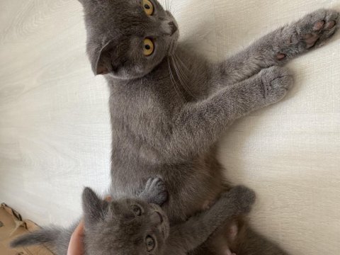 4 tane erke yavru scottish fold kedimiz