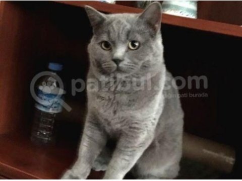 British longhair kedimizi sahiplendirmek istiyoruz