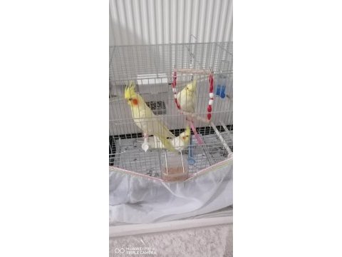 2,5 aylık sultan papağanları