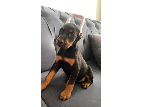 Estetikli doberman yavrular