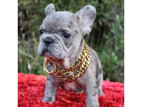 French bulldog yavruları