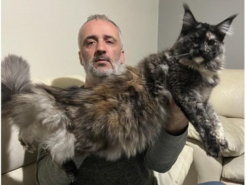 A kalite safkan maine coon
