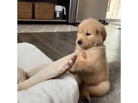 Dünyanın en tatlı golden retriever yavruları