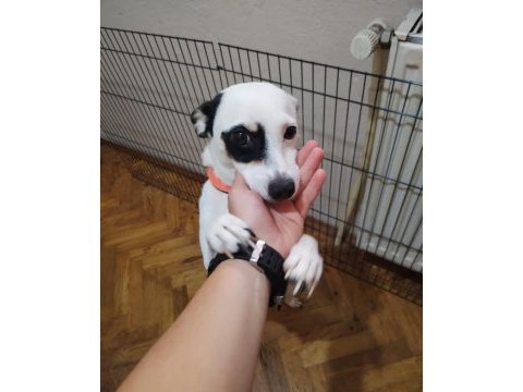 Ares 2 yaşında jack russell melezi