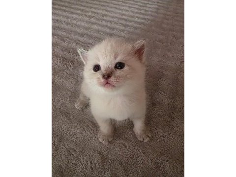 Scottish fold ve british yavruları