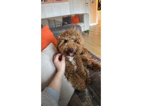 10 aylık poodle her şeyi hazır
