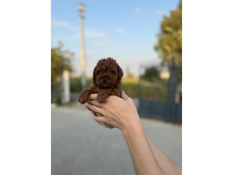 Dikkat oyuncak değildir poodle