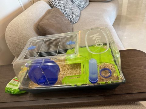 Ücretsiz 2 adet hamster