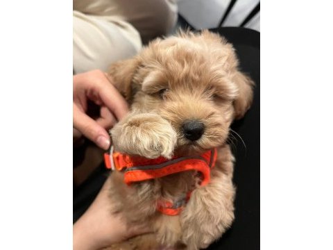 Köpeğimize acil sahiplendirilecek yer aranıyor