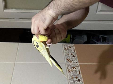 1,5 yaşında erkek sultan papağanı