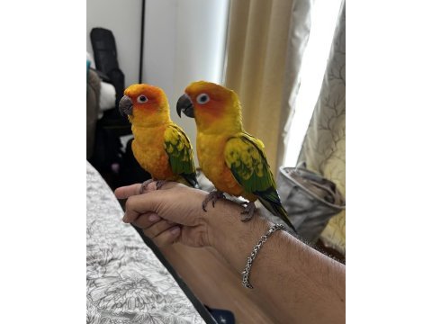 Güneş konur el besleme yeme düşmüş düşmemiş yavru
