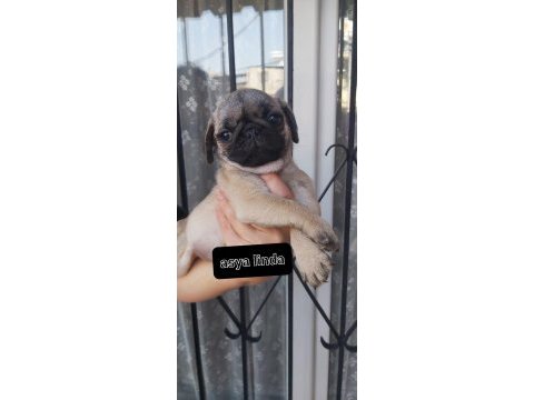 Pug mops bebekleri