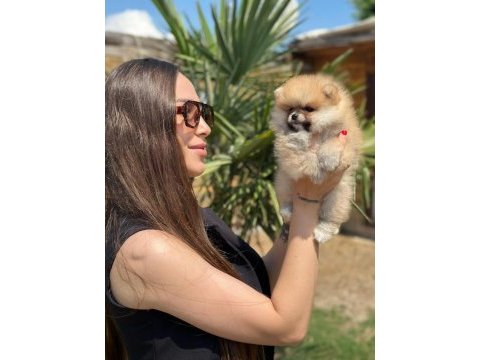 Mini ayıcık surat pomeranian özel üretim