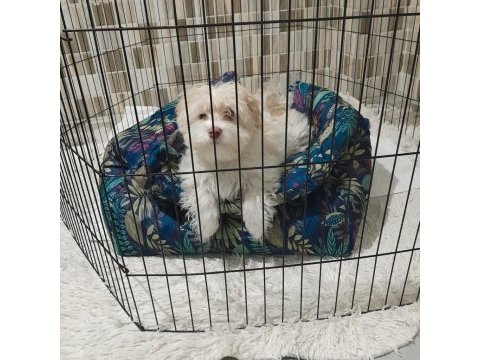 Maltese terrier erkek