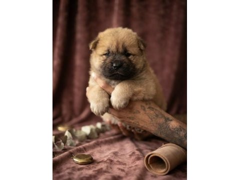 Chow chow köpeğimiz