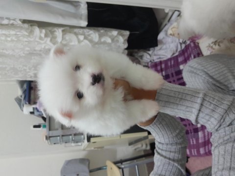 1 buçuk aylık yavrularım 2 dişi 1 erkek pomeranian
