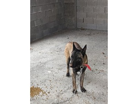 K9 alman kurdu yavru