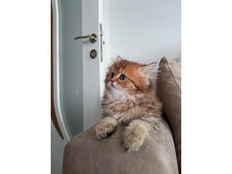 Çok sevecen golden black longhair 2,5 aylık kedimiz