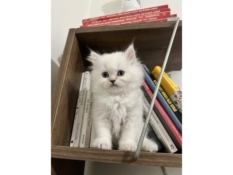 British shorthair blue ve red point yavrular