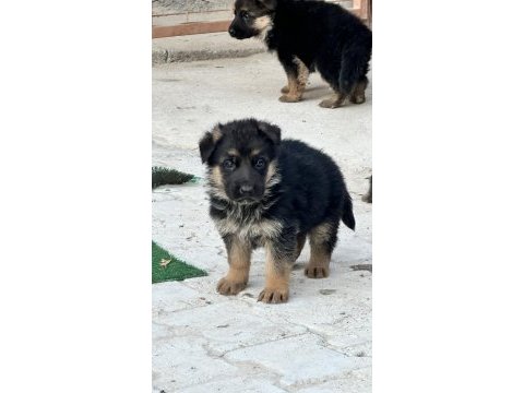Safkan şecereli alman kurdu yavrular