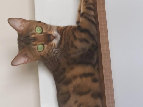 3 yaşında şecereli dişi bengal kedi