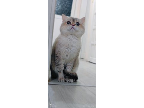 British shorthair kedimize eş aranıyor