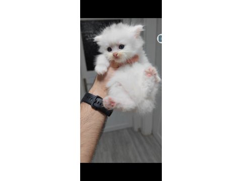 British longhair kedisi