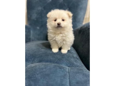 Oyuncak pomeranian bebek ayarında yavrularımız