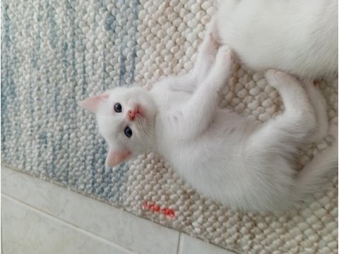 British shorthair yavru