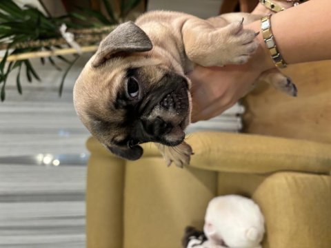 Bakımlı french bulldog yavrular