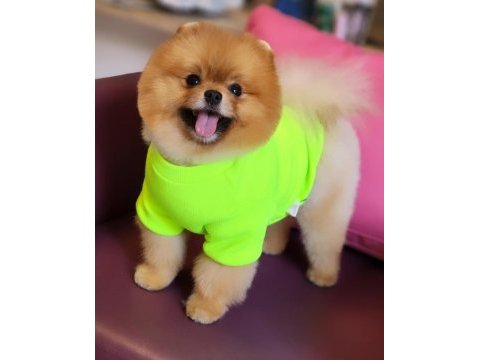 Tam ayı surat pomeranian en iyisi türkiye de!