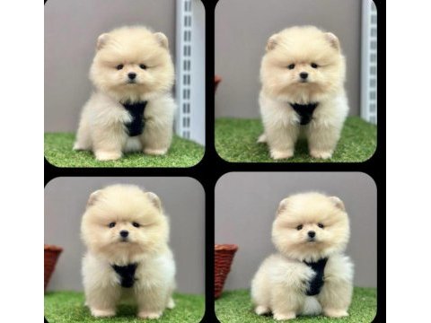 2.5 aylık pomeranian boo ayı surat sağlık garantili