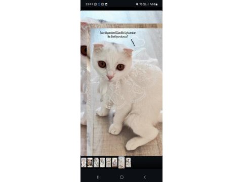 Aşısı her şeyi çipi tam birine scottish fold