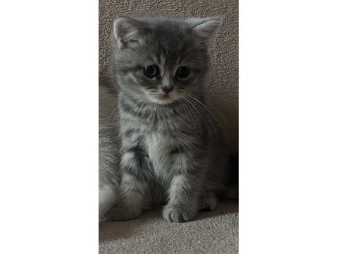 Brıtısh tabby dişi yavru kızımız
