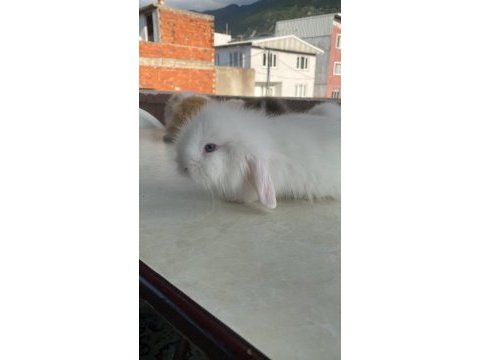 Tavşanımız hakkında bilgi için dm