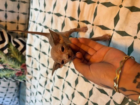Canadian sphynx yavruları