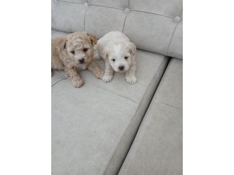 Muhteşem güzellikte maltipoo bebekler